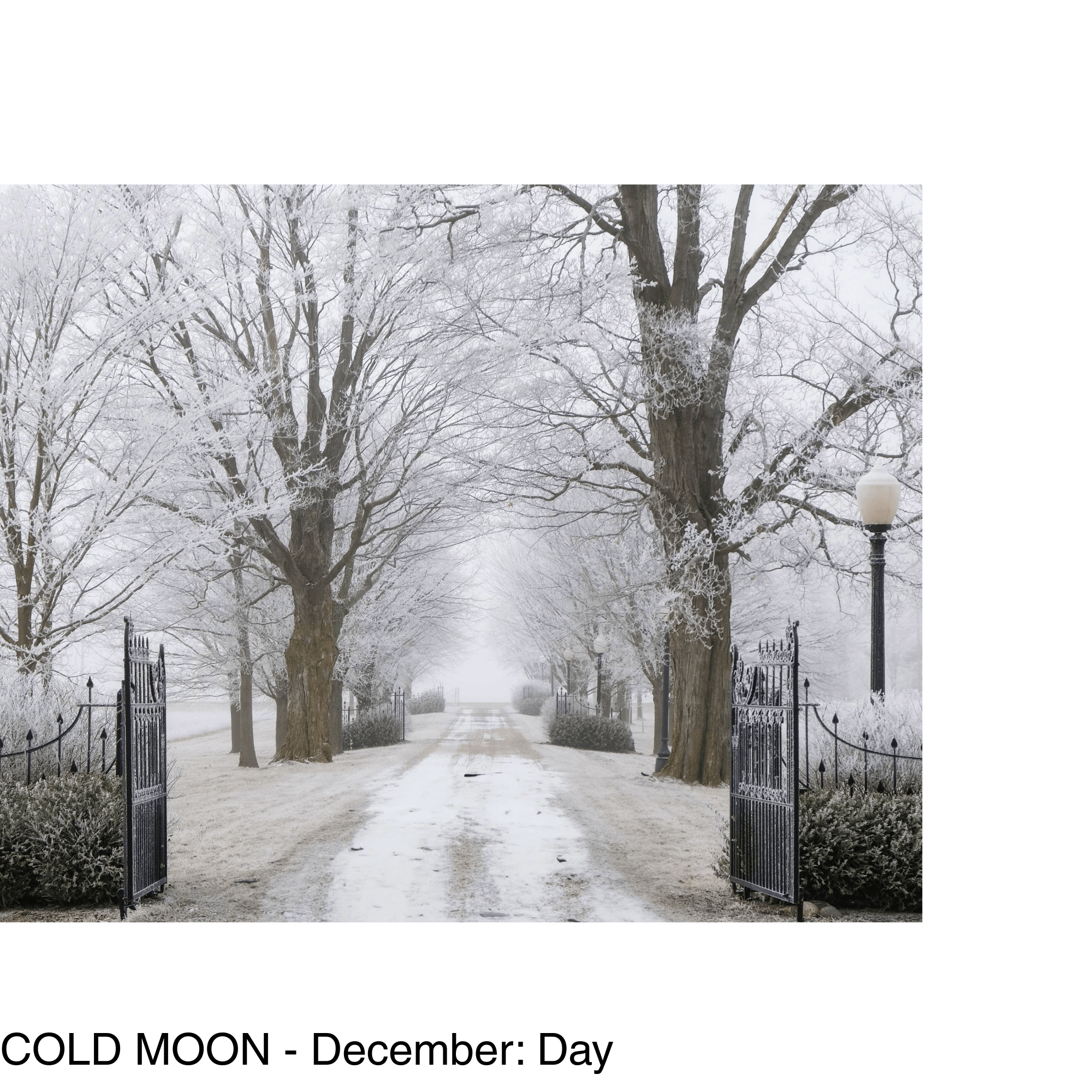 cast iron gates sit in the foreground, in the background - a long snowy treelined driveway