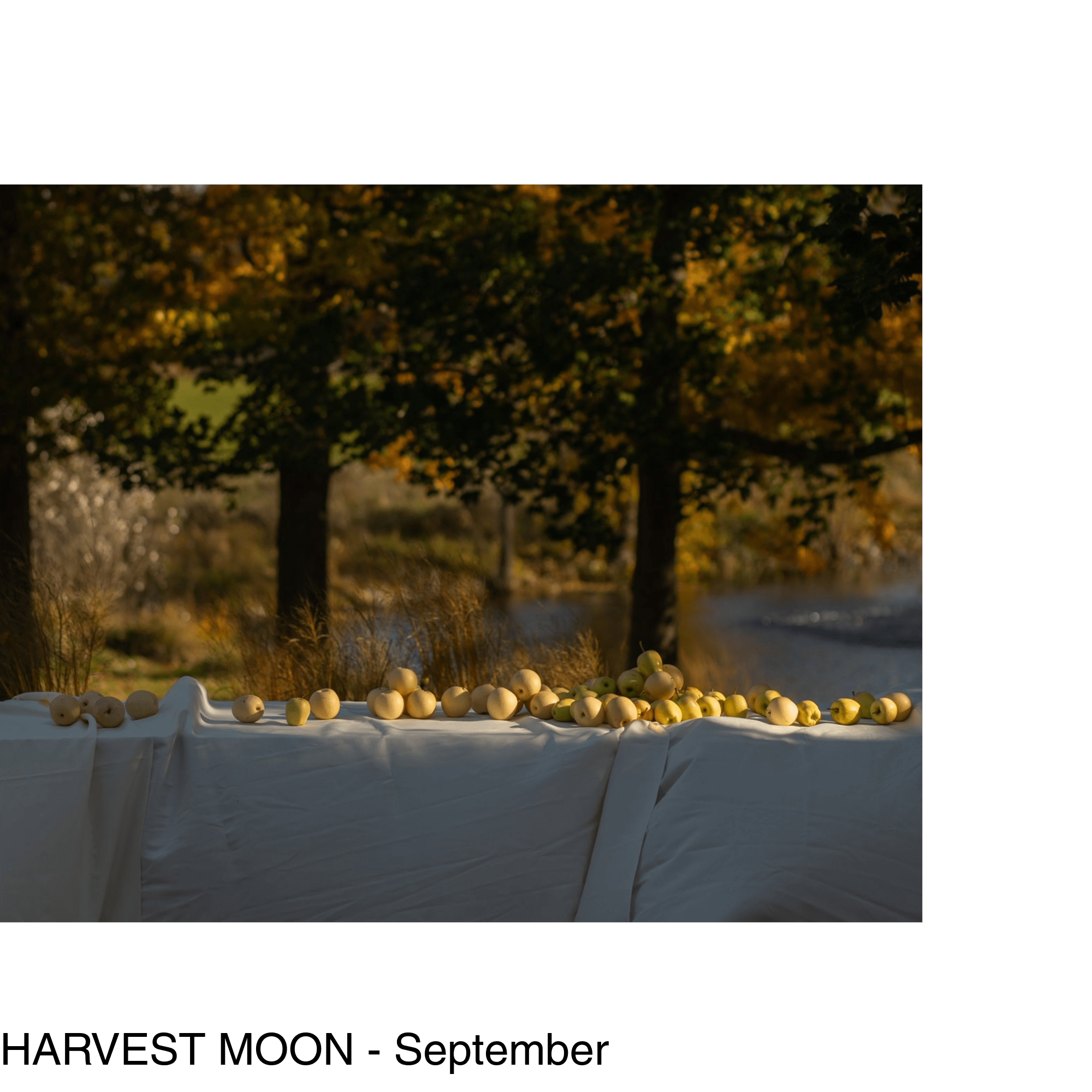 Golden yellow apples are piled along the top of a long table that sits outside, a pond is visible in the background