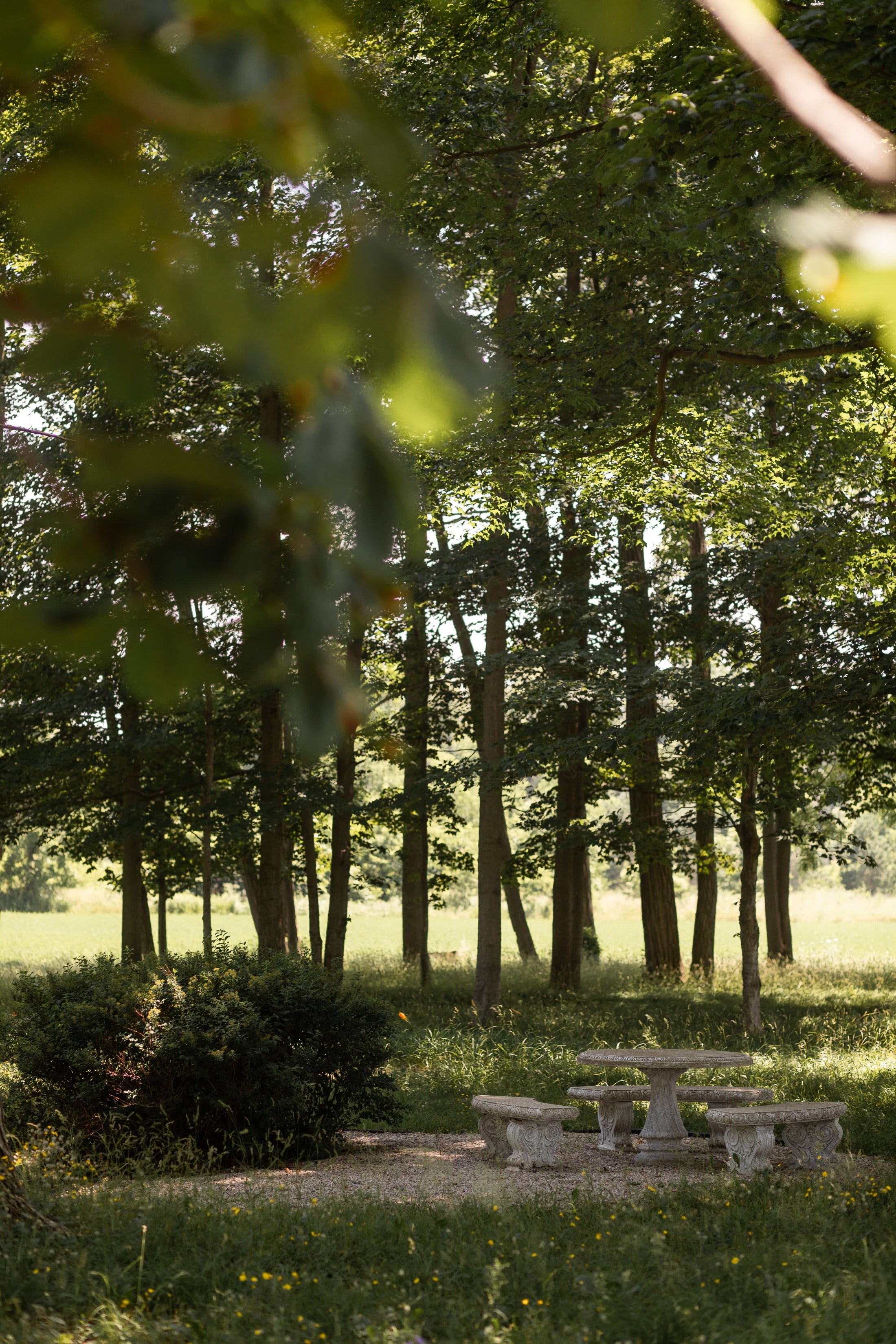 a grove of trees with a cement table and benches in the centre