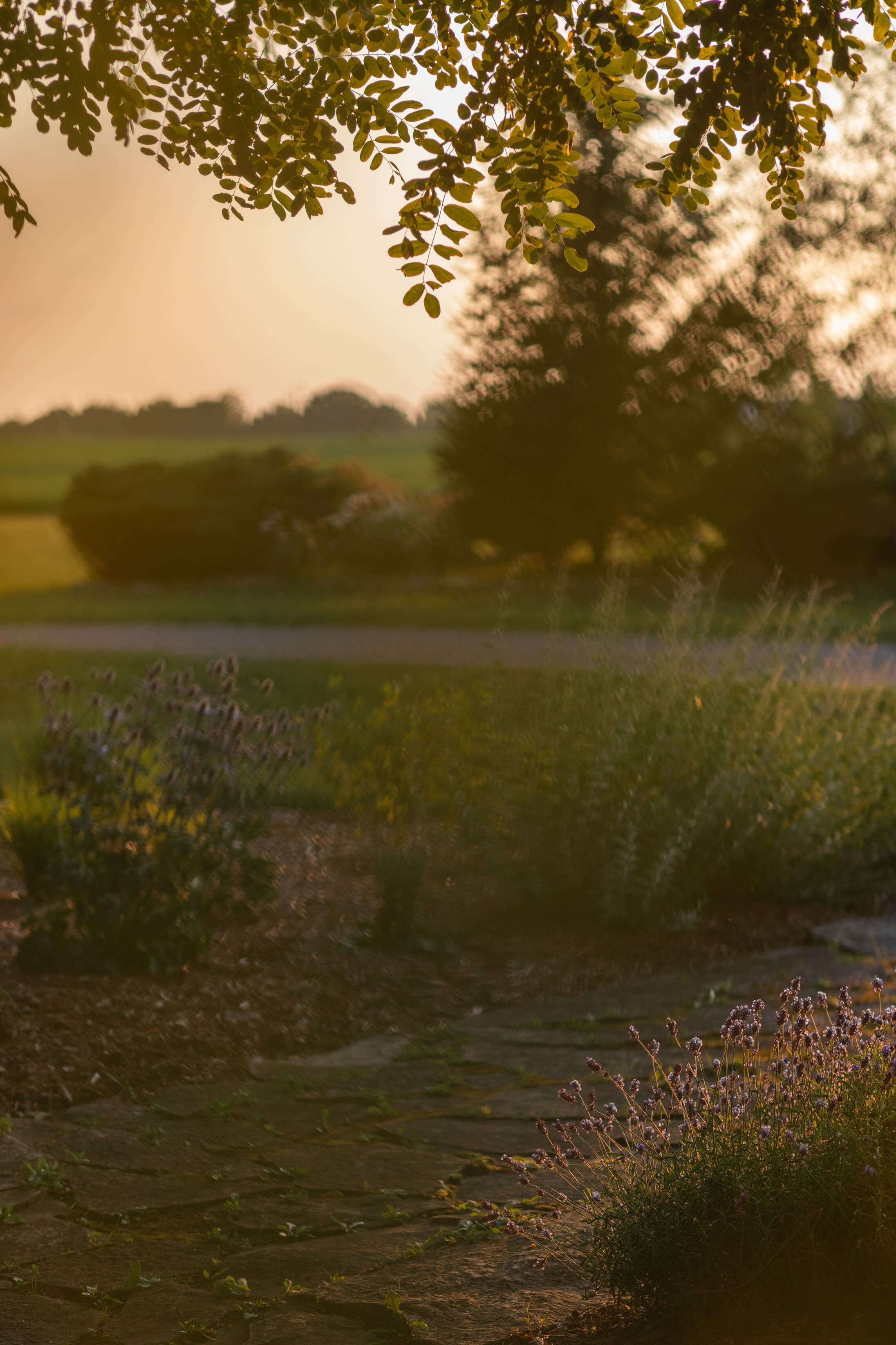 a lavender lined path