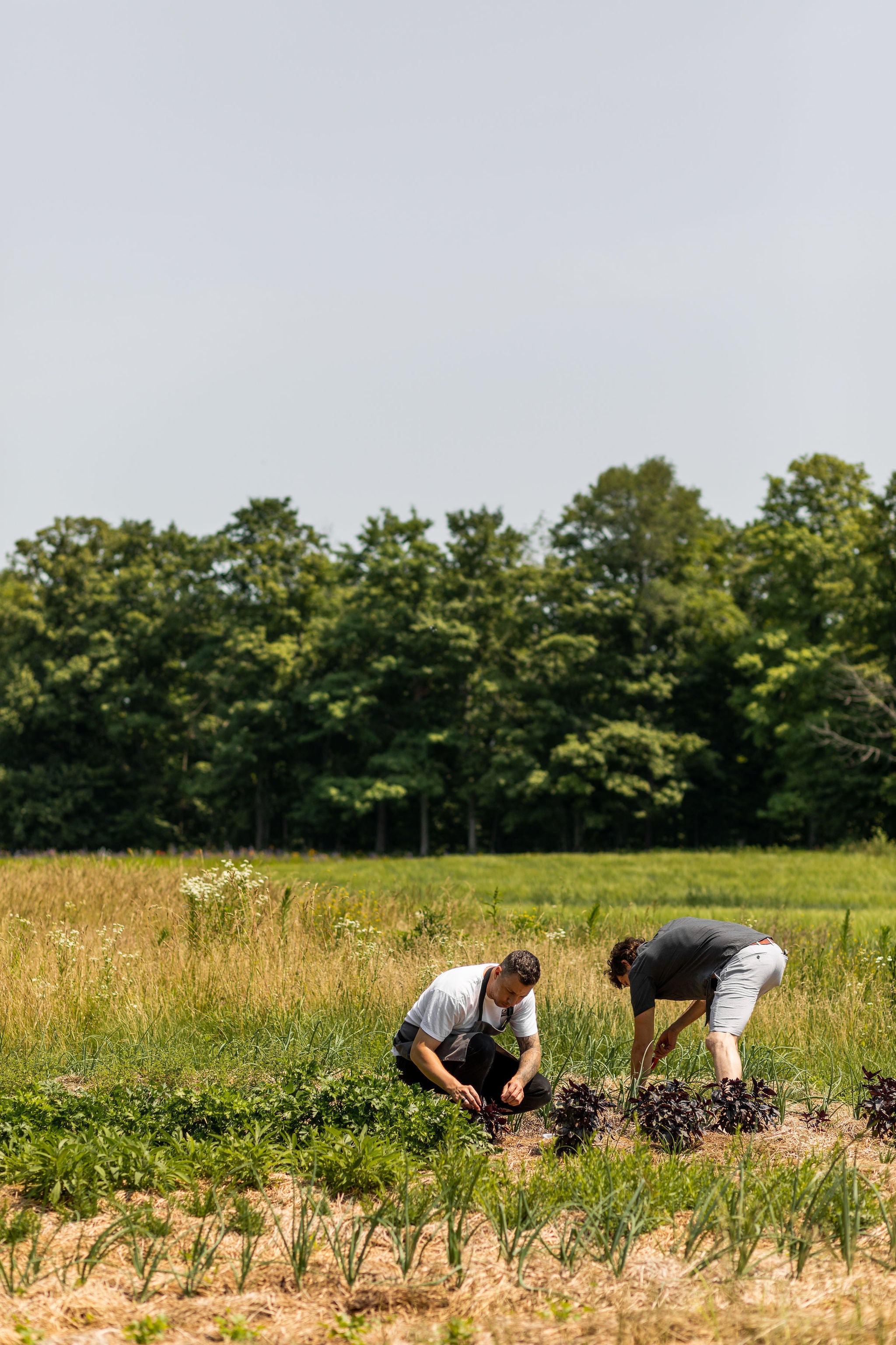 two men picking herbs in a garden