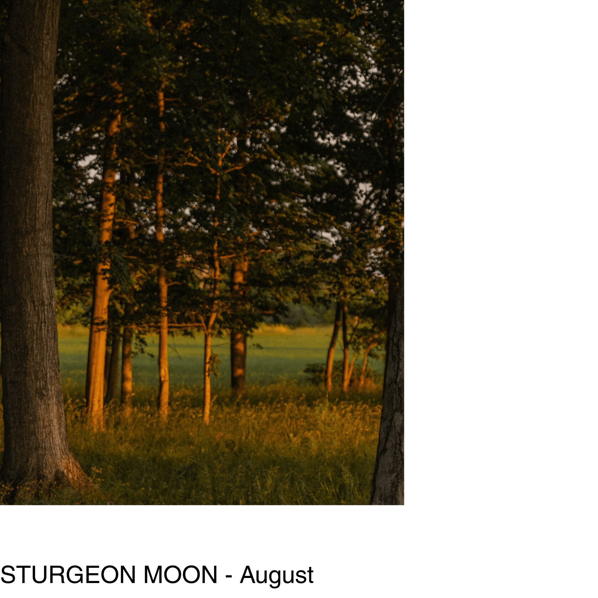 a grove of trees glows in the evening sunlight